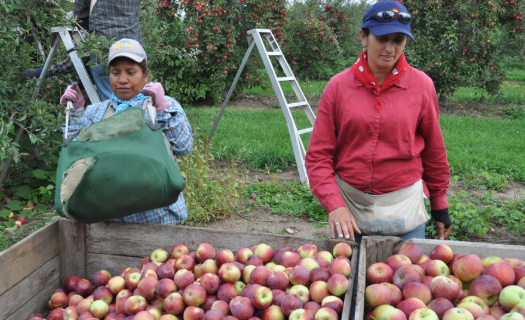 Two agricultural workers transfer apples to large containers from buckets.