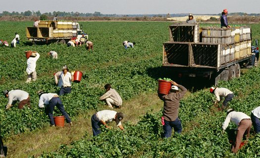 Agriculture workers in a field.