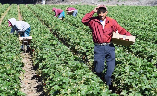 Farmworkers in a field of crops. An older man in the foreground touches the brim of his ballcap and carries a crate of produce with his other arm.